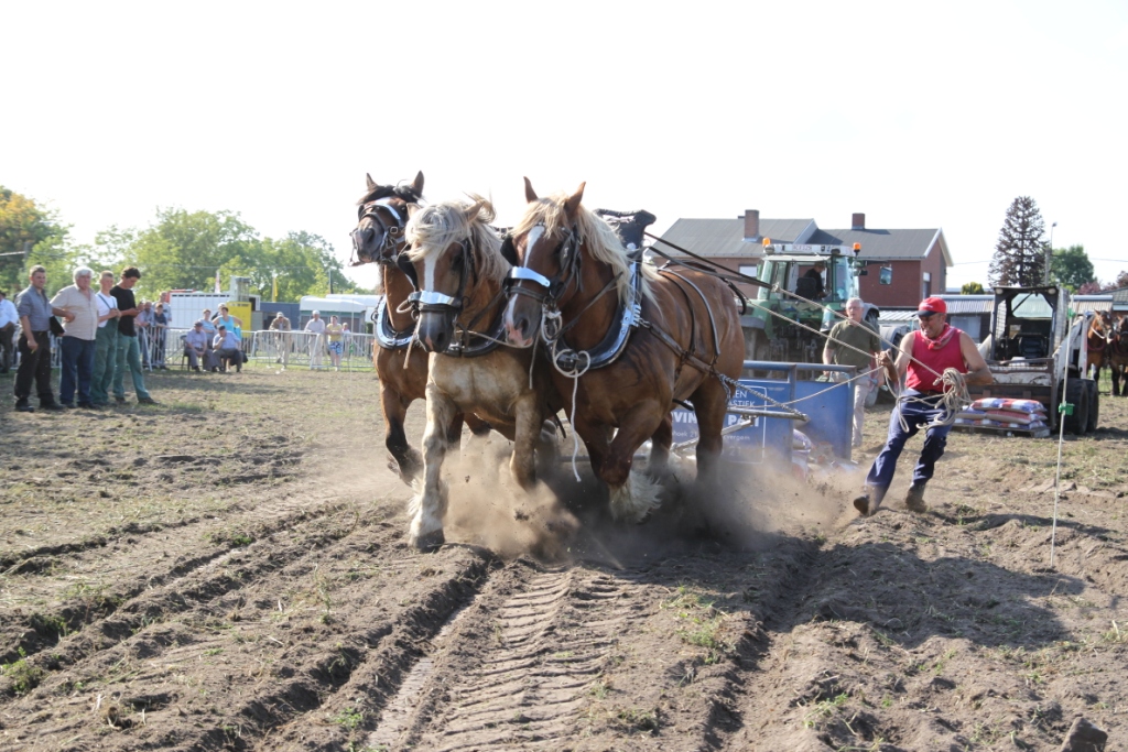 Trekpaardenhappening 2011