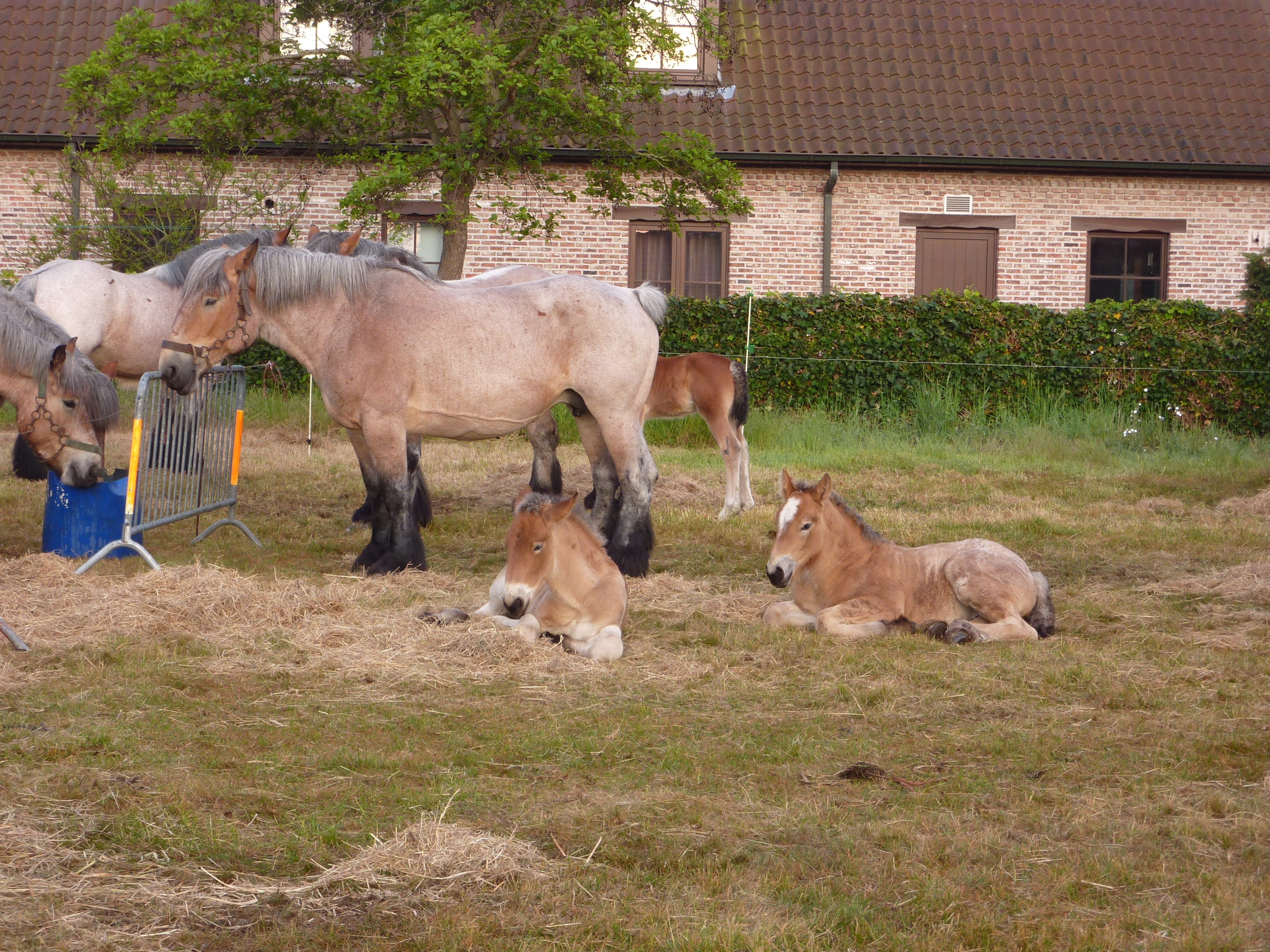 Oostduinkerke 2010