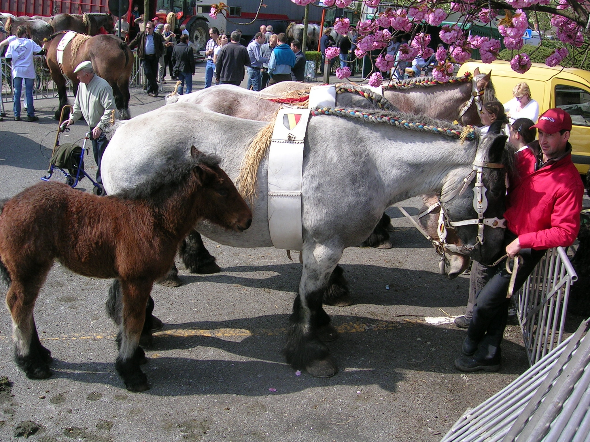 Evergem Jaarmarkt