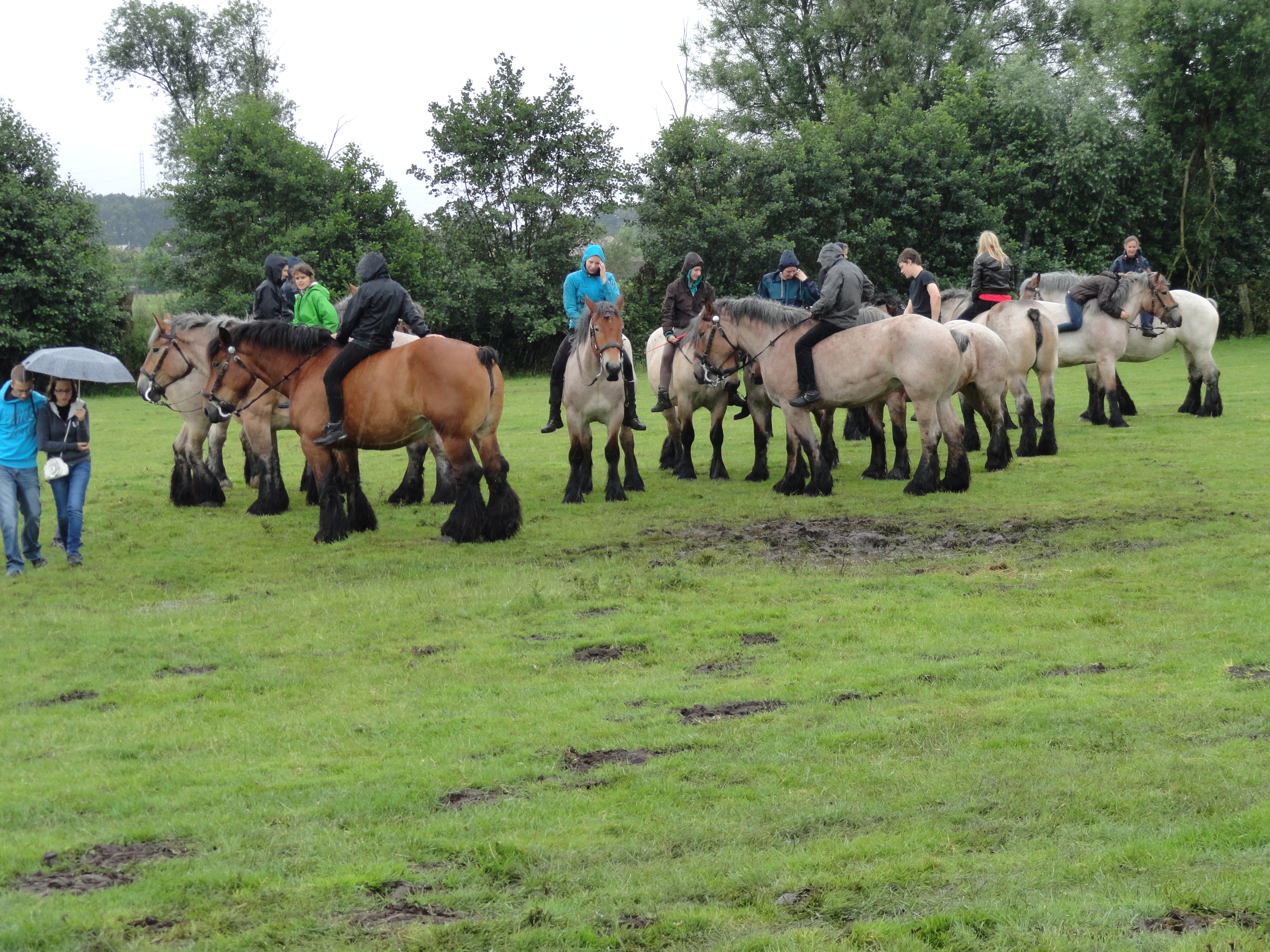 Trekpaardenhappening 2012